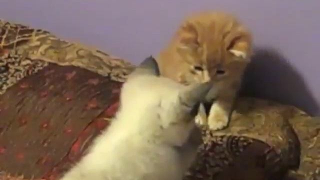 ADOPTED MALE KITTY(ZEKE) смотреть онлайн