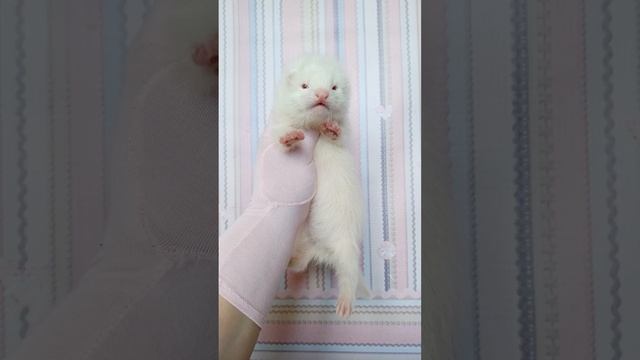 хорёк девочка ангора Albino #ferret смотреть онлайн