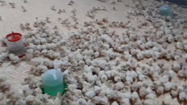 ФЕРМА ИНДУК смотреть онлайн