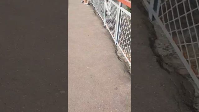 Тепловоз ТЭП70БС-248 с поездом N°353Е (Пермь-Адлер) прибывает на вокзал Димитровград смотреть онлайн