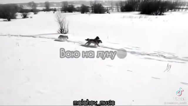 Волки умеют любить по-настоящему ☝🏻🐺 смотреть онлайн