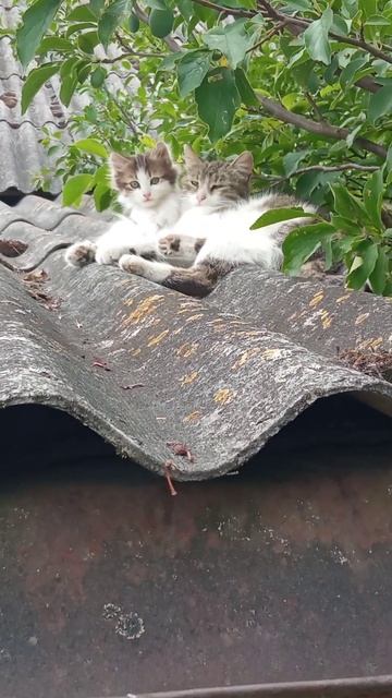 Кошка принесла молока, отдыхает 26 июня 2023 г. смотреть онлайн