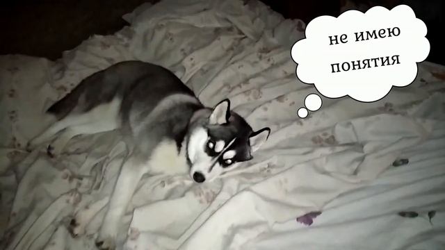 Сначала я шустрая, а потом релакс у меня !!! смотреть онлайн