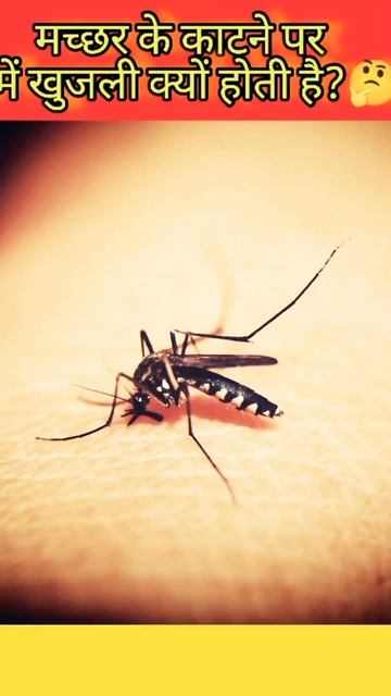 मच्छर के काटने पर हमें खुजली क्यों होती है?#shorts #facts #mosquito