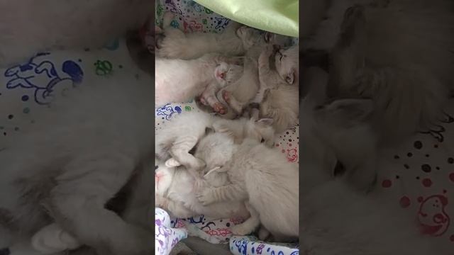 16 апреля 2020 г. смотреть онлайн