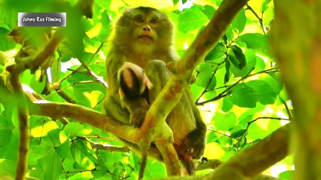 Oh, Young Mother Monkey Gives Birth Newborn Baby Monkey Doesn't Know How To Take Care Of Baby Yet