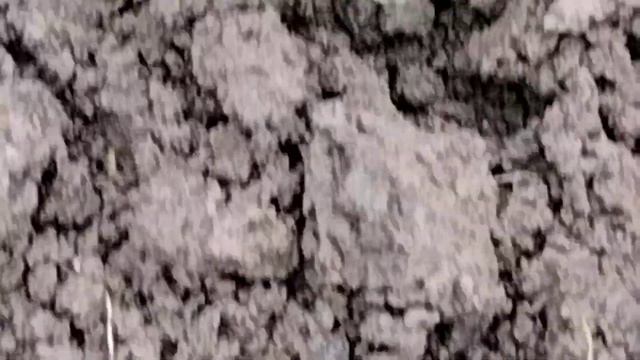Посадка цветов:маргариток,незабудок,ранункулюсов и гиацинтов . смотреть онлайн