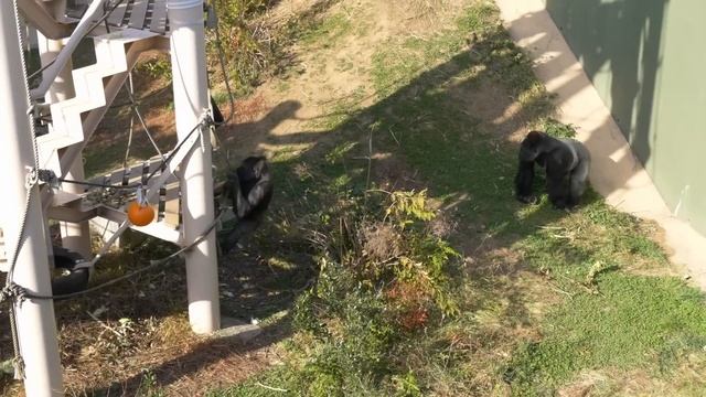 A Little Thing Turns Into A Big Fight | The Shabani Family | Gorilla