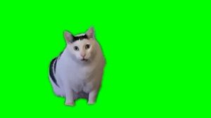 Кот на зелёном фоне