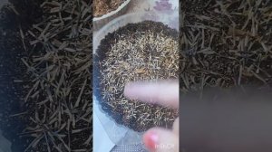 посадка шафрана семенами