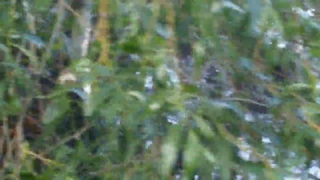 Бобры в крепостном канале Видео И Чурганова смотреть онлайн