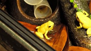 Phyllobates Terribilis Calling