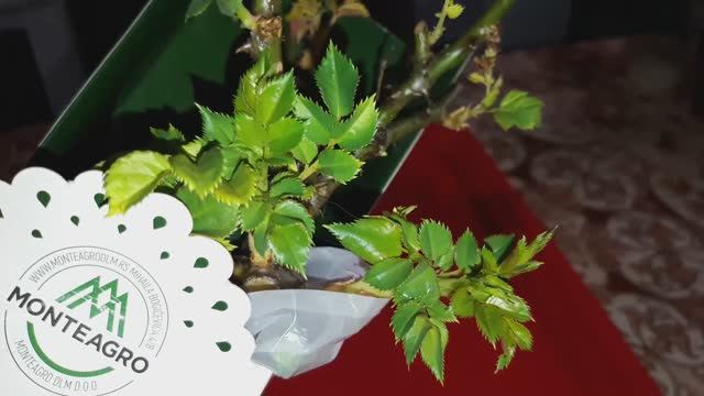 Как сохранить РОЗЫ до посадки в грунт? #розы #саженцы #каксохранитьрозы #цветы #розывсаду #растения смотреть онлайн