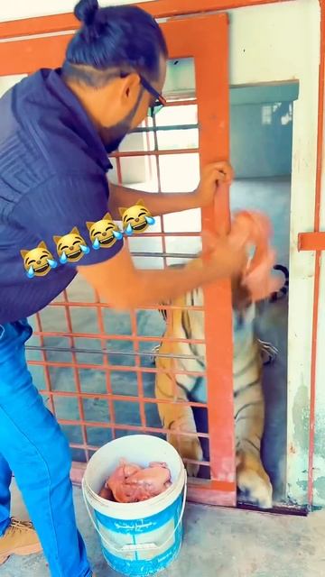 Tiger is out from cage😱#savelions #bengaltiger #tiger #animals #tigers #shorts смотреть онлайн