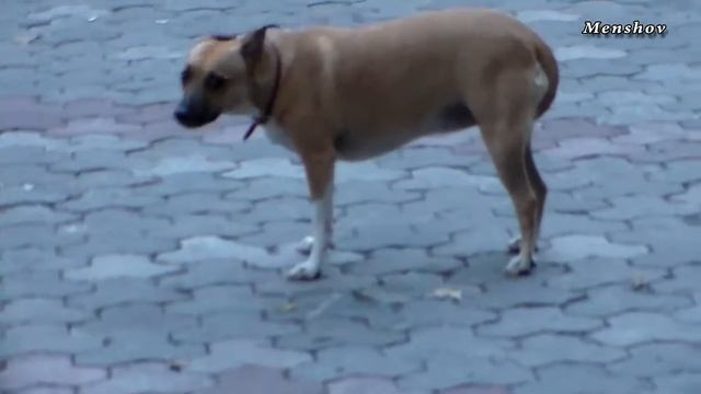 Похожи ли собаки? смотреть онлайн