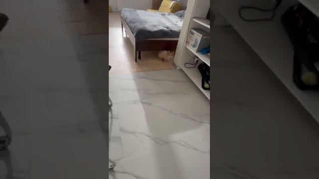 Соседкие коты после стрижки. Кот лев.고양이 이발 תספורת חתול კატის თმის შეჭრა 貓理髮 cat haircut смотреть онлайн