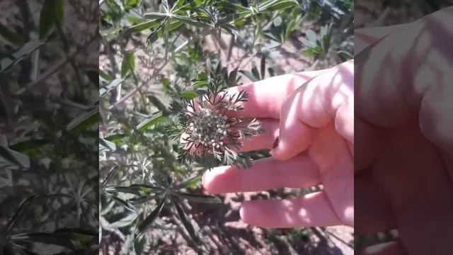 Educational Tidbit day 184: American Wild Carrot смотреть онлайн