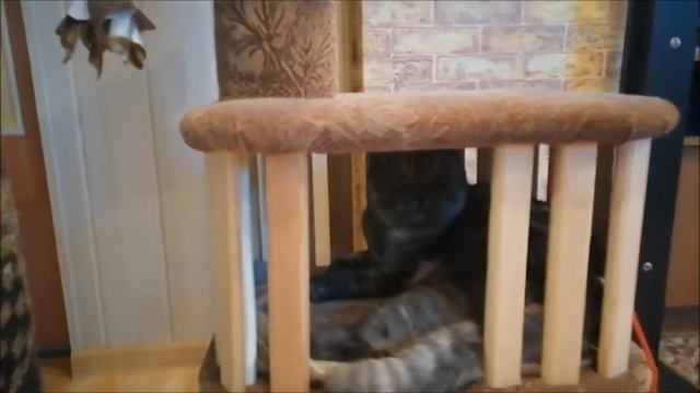 КОТ АРНИ. МОЙ ДОМИК / ARNIE'S CAT. MY HOUSE смотреть онлайн