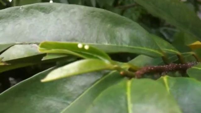 Swallowtail_60.mov смотреть онлайн