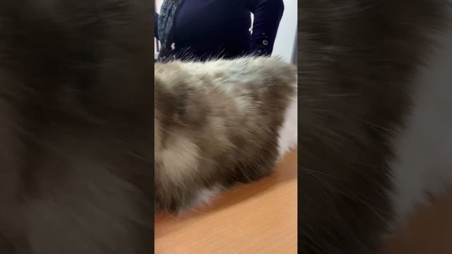 Rebecca Valley Tuberose CACэксперт Тамара Гулянская Москва 20-21 февраля 2021 г. смотреть онлайн