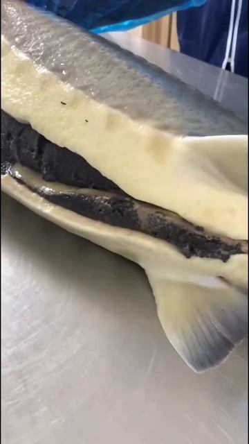 ТЯЖЕЛО потрошить крупную рыбу! #shorts #short #shortvideo #fish смотреть онлайн