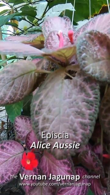 Episcia Alice Aussie | Episcia cupreata | Hanging Plants | Hanging Flowers | Colorful Flowers смотреть онлайн