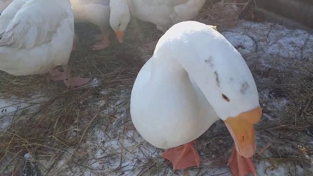 Про гусей смотреть онлайн