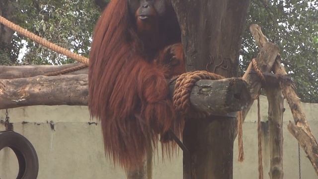 Orangutan смотреть онлайн