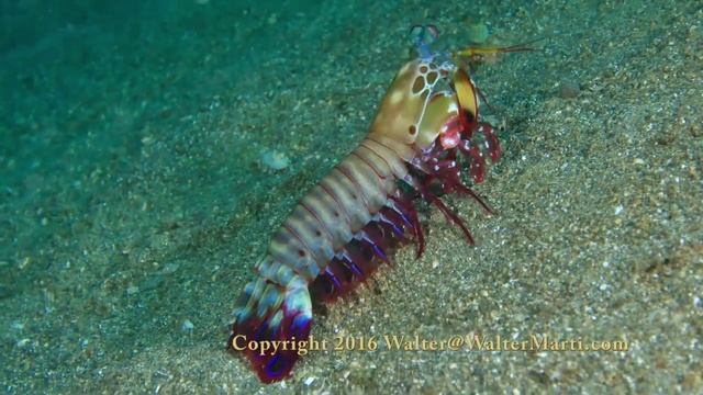 Mantis Shrimp смотреть онлайн