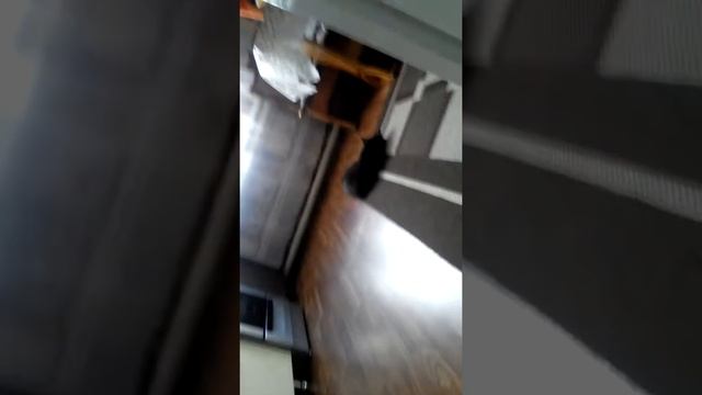 Кот желаний.Пришол!!!😊😁😁 смотреть онлайн