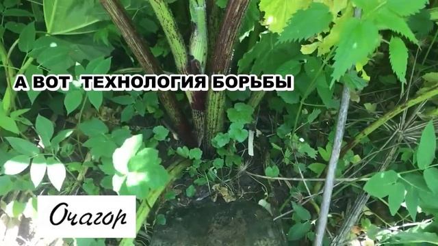 КАК ПОБЕДИТЬ БОРЩЕВИК ОДНИМ УДАРОМ. ПОКАЗЫВАЮ смотреть онлайн