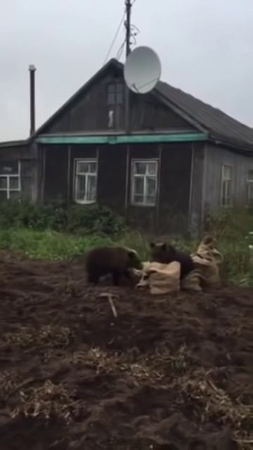 Медведи воруют картошку смотреть онлайн
