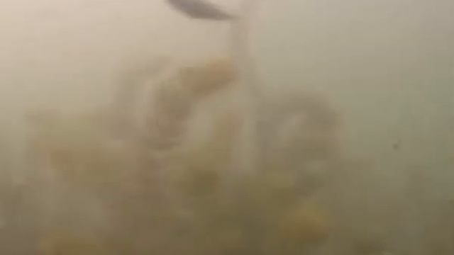 PODVODNAYA OHOTA смотреть онлайн