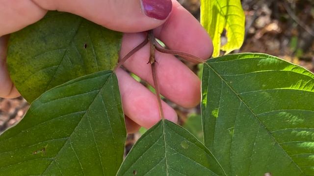 Frangula alnus (Rhamnaceae) glossy buckthorn смотреть онлайн