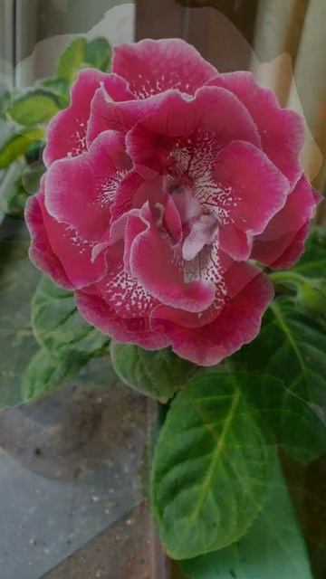 Цветы история. смотреть онлайн