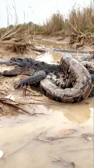 Anaconda Eating Crocodile #shortsfeed #shortsvideo #shorts #wildlife #nature #birds #animals смотреть онлайн