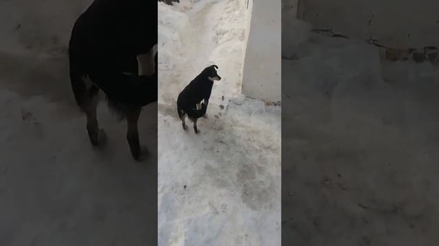 Сило Силино Кемеровская область/Собачки!!! смотреть онлайн