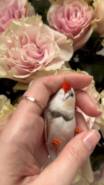 Мой ручной парниша зебровый амадин/ My sweet zebra finch(male) смотреть онлайн
