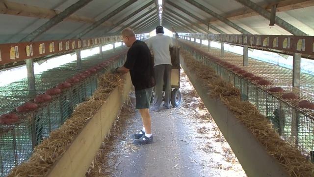 Allevamento & Agricoltura смотреть онлайн