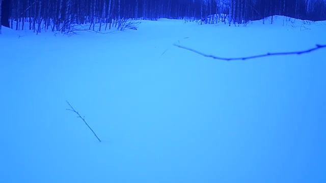 Заяц 14 03 19 смотреть онлайн