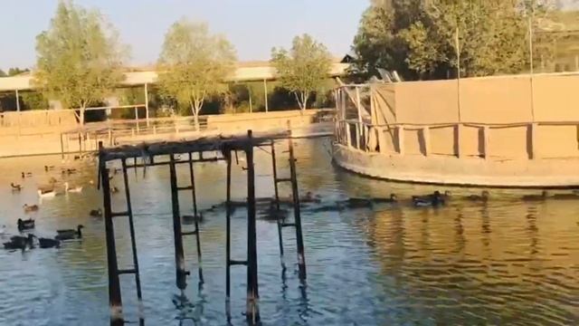 Zoo trip 🦓🐄🐼🦊🐰 смотреть онлайн