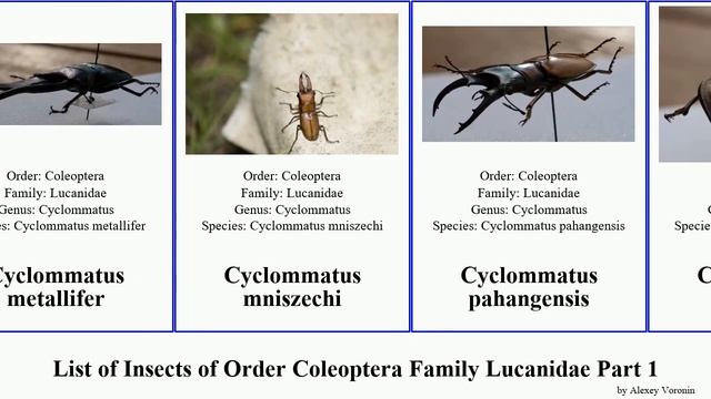 List of Insects of Order Coleoptera Family Lucanidae Part 1 dorcus cyclommatus aegus apterocyclus смотреть онлайн