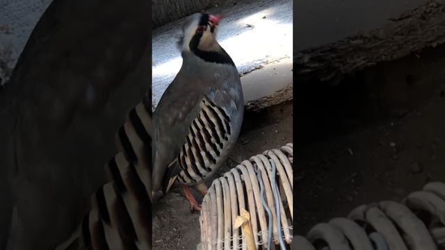کەو—دەنگی کەو — صوت حجل—شکار—کبک—куропатка—keklik—@bird land —keklik sesi—охота на кеклика—kabk смотреть онлайн
