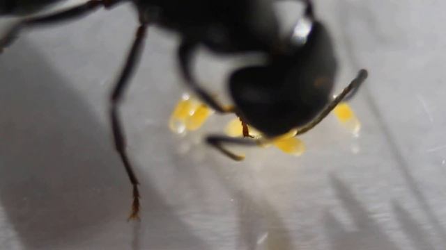 Camponotus pennsylvanicus August 1 2016 смотреть онлайн