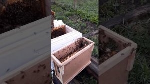 Пересадка пчелопакета в 12-рамочный улей 3.