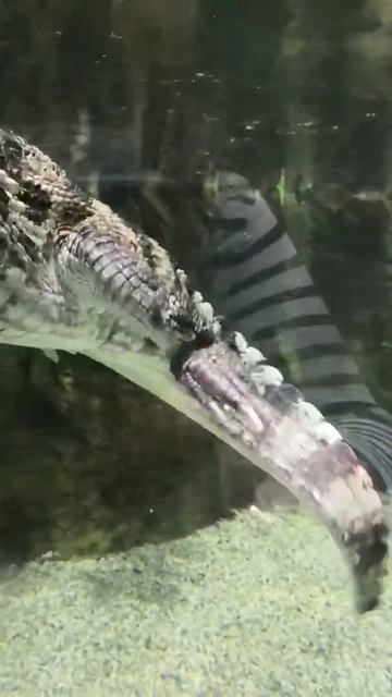 Какой милый крокодил! смотреть онлайн