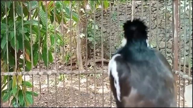 SUARA JALAK SUREN GACOR MOMPA UNTUK PANCINGAN JALAK, SESAAT DIPUTAR SEMUA JALAK LANGSUNG BERBUNYI смотреть онлайн