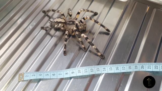 DKS Poecilotheria Regalis Update смотреть онлайн