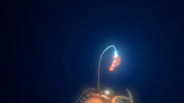 Alla ricerca di Nemo- P. Sherman 42 wallaby way Sidney смотреть онлайн