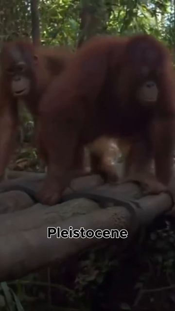 Unearthing the Past- Orangutan Fossils in Vietnam смотреть онлайн